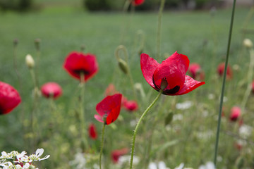 Obraz premium Mohnblumen