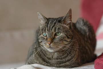 Eine grau getigerte Katze liegt auf einem Sofa