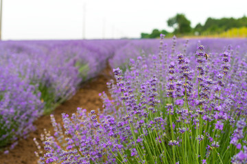 Obraz premium Lavender field on summer