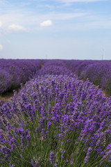 Obraz na płótnie Canvas Lavender field on summer