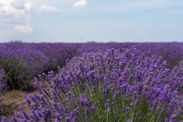 Lavender field on summer