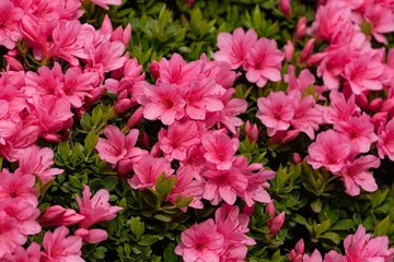 Stickers pour porte Azalée Fleur d& 39 azalée rose, en pleine floraison, Rhododendron