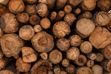 cut wood , deforestation, stacked logs, close-up