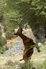 Wild lebende Ziege auf Mallorca