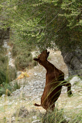 Wild lebende Ziege auf Mallorca