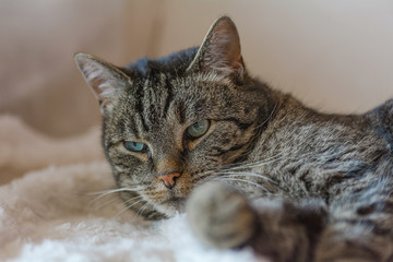 Eine grau getigerte Katze liegt auf einem Sofa