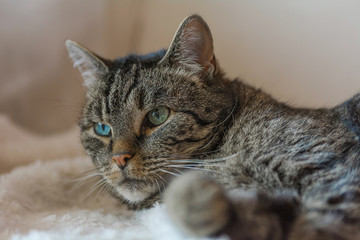 Eine grau getigerte Katze liegt auf einem Sofa