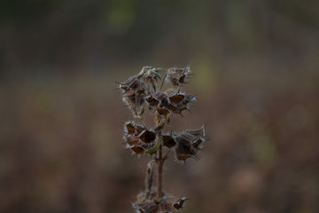 spider web on a brown plant