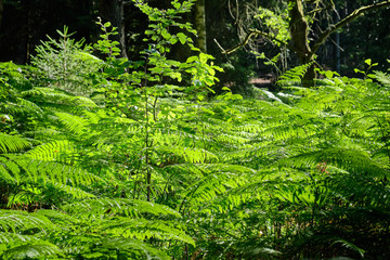 Beautiful green ferns growing in the sunlight in the forest near Bad Orb, Hessen