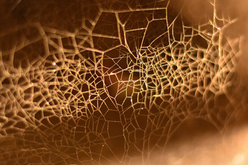 SPIDER WEB TEXTURE  IN SUNLIGHT