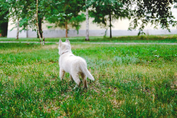 Obraz premium Little white puppy Husky 2 months old on the grass in park. Summer dog walking.