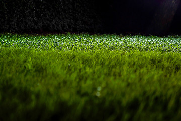 Grasses on the ground in the dark night garden with spotlight light.