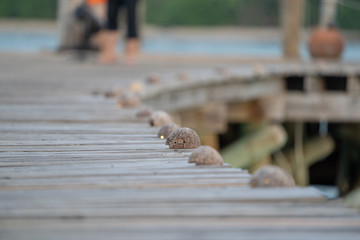 Close up Jetty classic old style with the wood walk way for the packaging nature vintage background.
