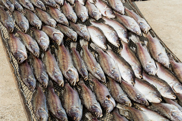 Dried fish for drying in coastal village on net, it is preserving fish with salt for cooking food.