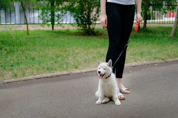 Young girl is walking with her dog on a retractable leash on asphalt sidewalk. Little white puppy Husky 2 months old in summer park.