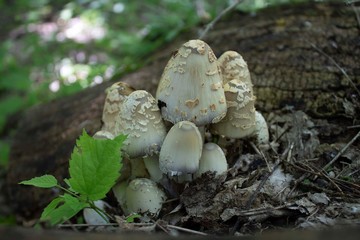 Group of mushrooms