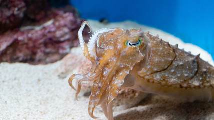 Squid