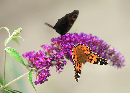 colorful butterfly in summer garden