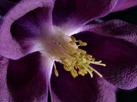Staubblätter und Fruchtblätter der lila Blüte einer Akelei als Makroaufnahme mit viel Tiefenschärfe