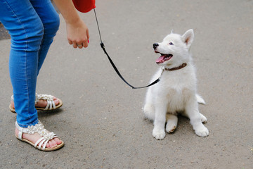 Young girl is walking with her dog on a retractable leash on asphalt sidewalk. Little white puppy...