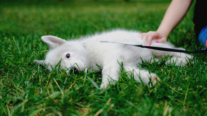 Sad Little white puppy Husky 2 months old is lying tired on the grass in park. Summer dog walking.