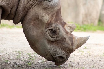 Fototapeta premium Rhinoceros profile