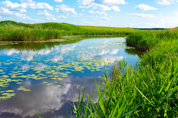 Summer nature river landscape. River grass summer view. Summer green river scene
