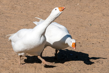Geese