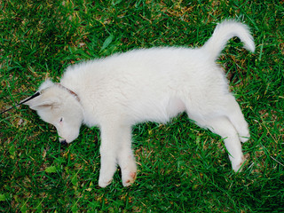 Little white puppy Husky 2 months old is lying tired and sleeping on the grass in park. Summer dog walking.