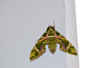 Daphnis nerii, Oleander hawk moth or army green fully grown caterpillar butterfly on white pillar wall