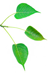 ficus religiosa or bodhi leaf tree isolated on white background with clipping path