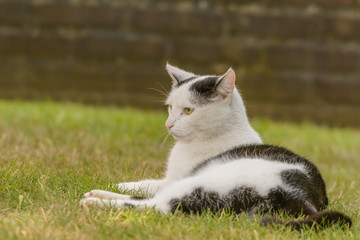 Eine schwaz-weiße Katze beobachtet aufmerksam die Umgebung