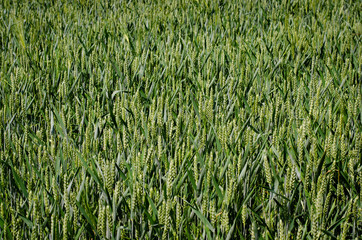 Close-up  of  green wheat field  during spring .