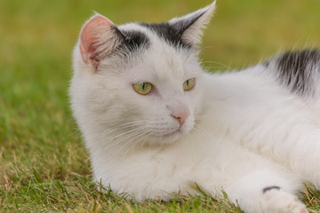 Eine schwaz-weiße Katze beobachtet aufmerksam die Umgebung