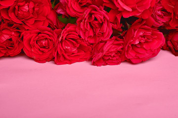 red roses on white background
