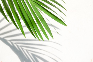 abstract background texture of shadows palm leaves on a concrete wall