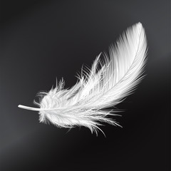 Obraz premium White fluffy feather. Vector realistic illustration.