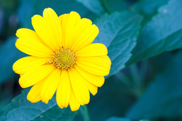 Beautiful yellow summer flower in the garden with blurred green leaves in background