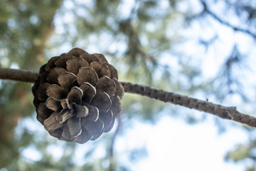 Close-up of a pinus nigra cones plant. Blurred background.
