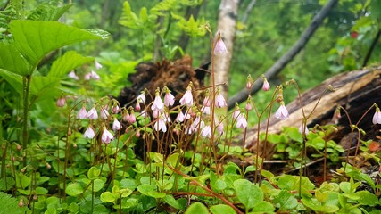 Obraz premium tree in garden