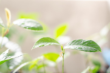Green Dipterocarpus alatus in nature
