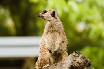 Cute african suricate Suricata suricatta meerkat