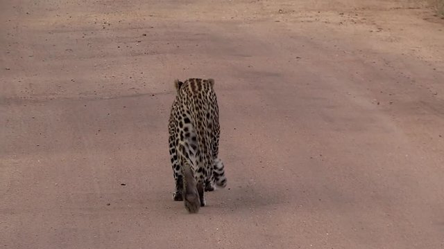 Male leopard walking down a dirt path. Greater Kruger South Africa. Panoramic plane