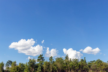 Obraz premium closeup tree top with soft-focus and over light in the background