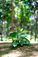 closeup young green plant growing with soft-focus and over light in the background. top view