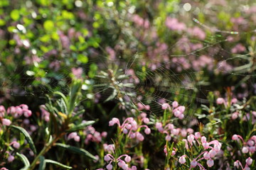 Andromeda polifolia. Blooming of bog rosemary in the North of Western Siberia