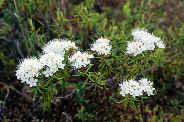 Ledum palustre. Marsh tea blooms in the Yamal tundra