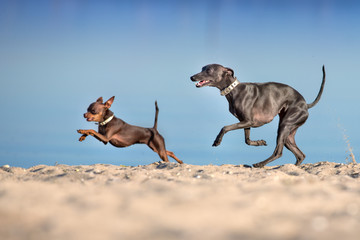Toy terrier and greyhound run