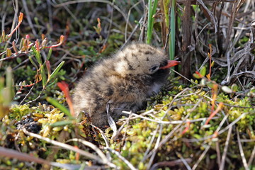 Sterna paradisaea. Juv Arctic tern closeup on the Yamal Peninsula