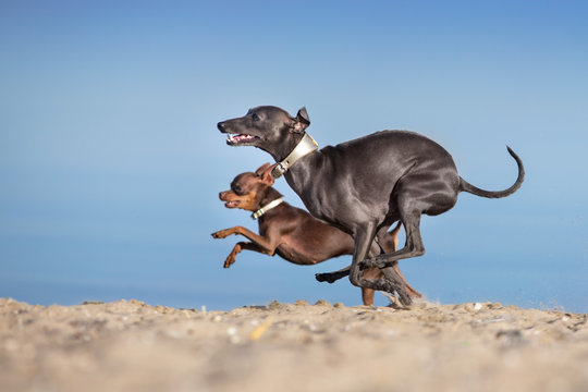 Toy terrier and greyhound run